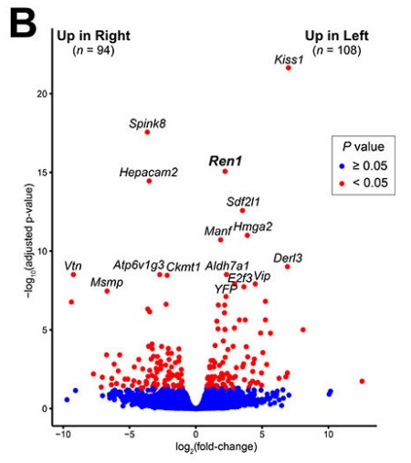 Volcano plot of RNA-seq analysis.jpg